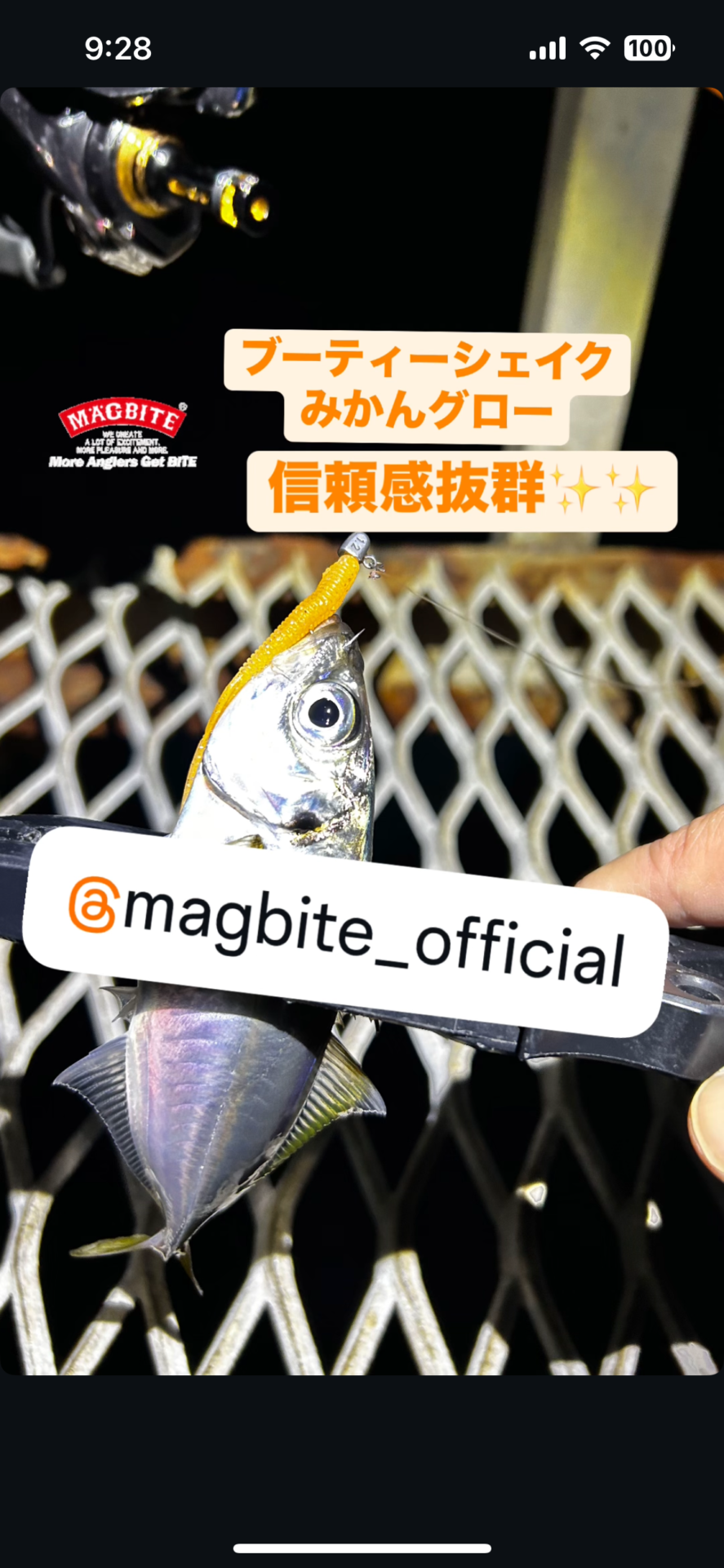 春アジング