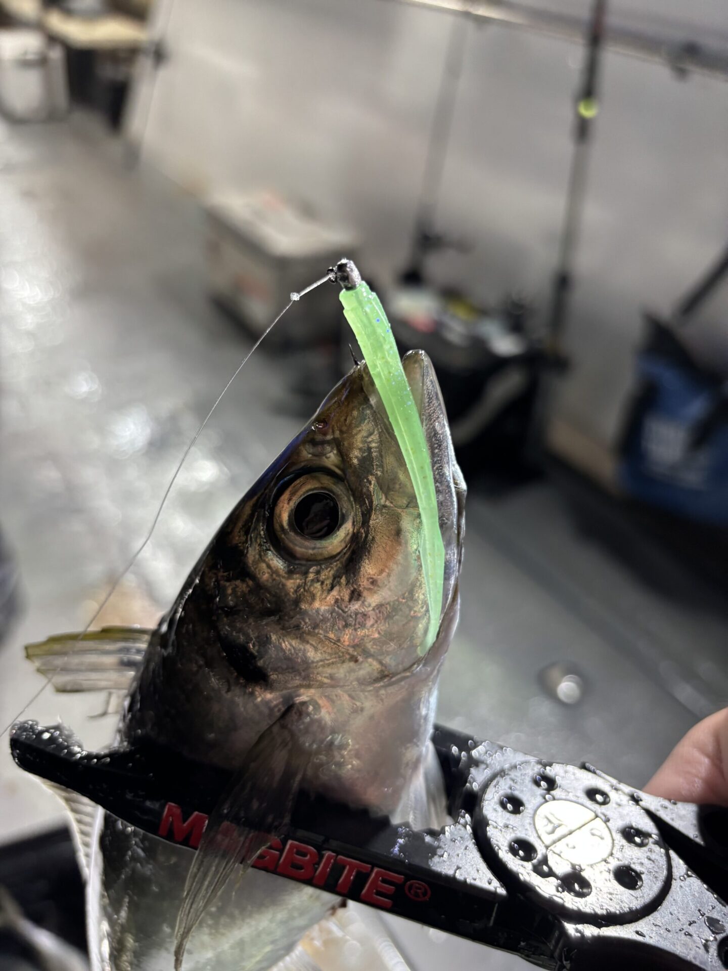 日本海バチコン🐟