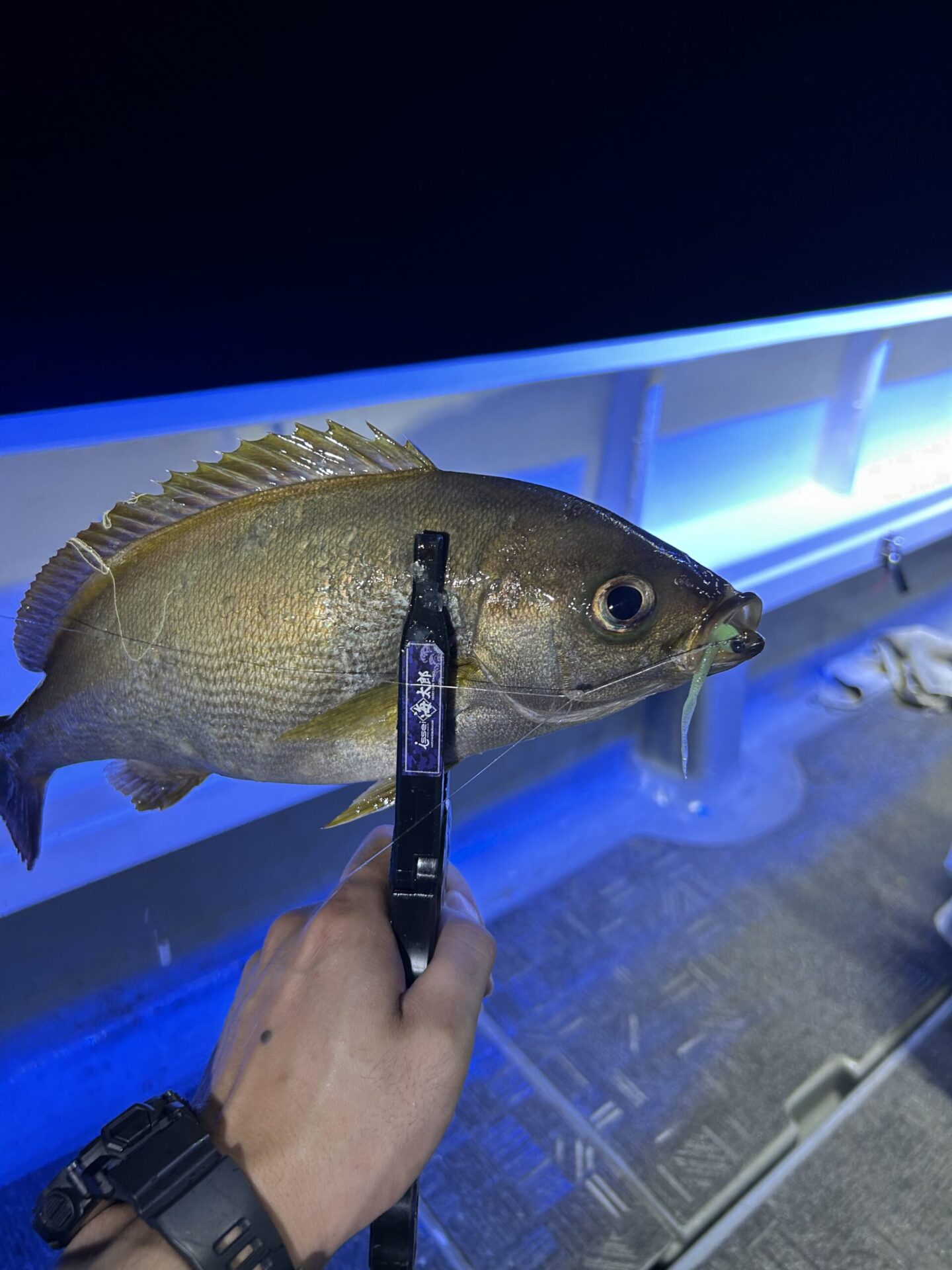 イサギバチコン