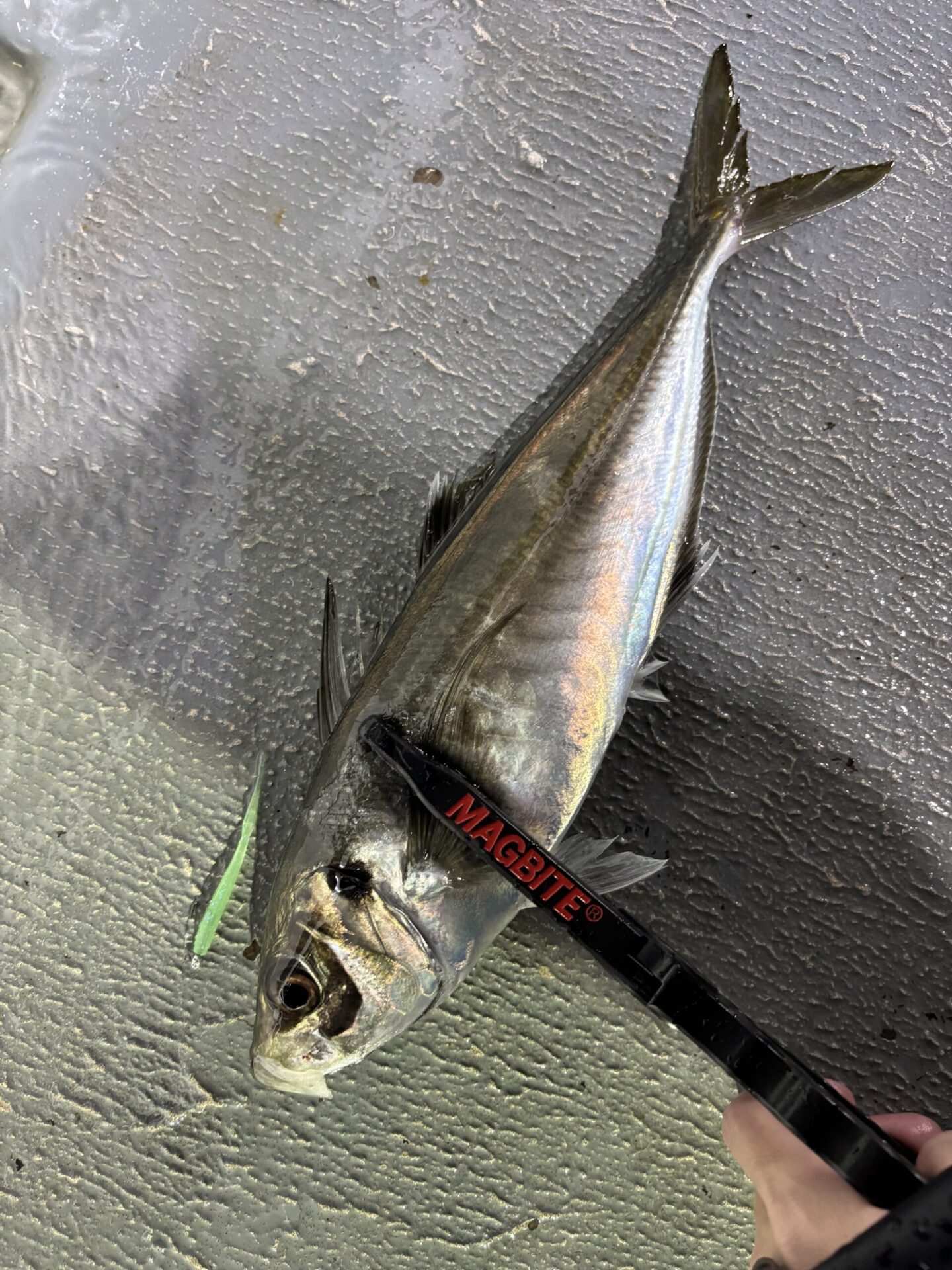日本海バチコン🐟
