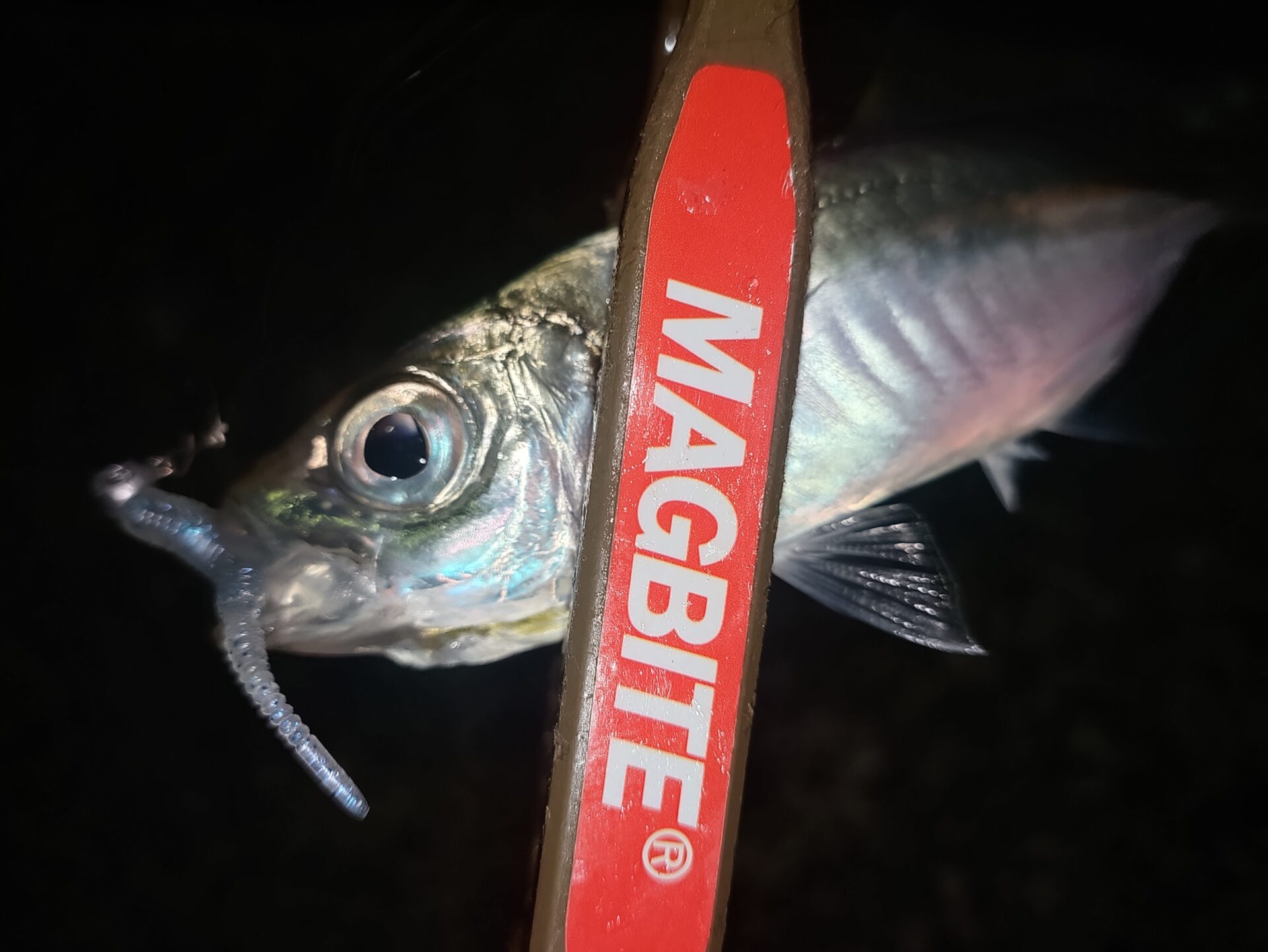豆アジング