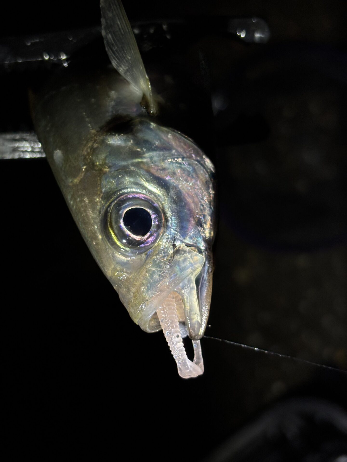 泉南フロート❗️