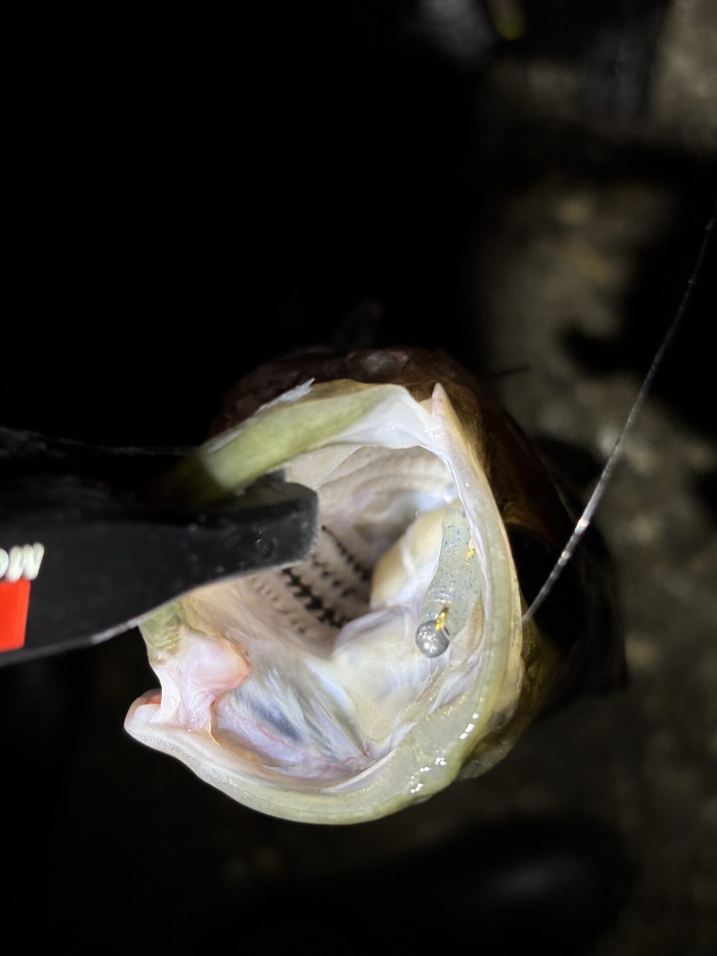 泉南フロートDAY②