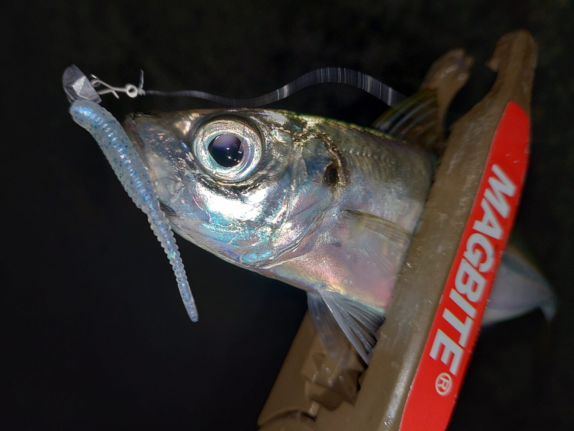 アジングのつもりが…