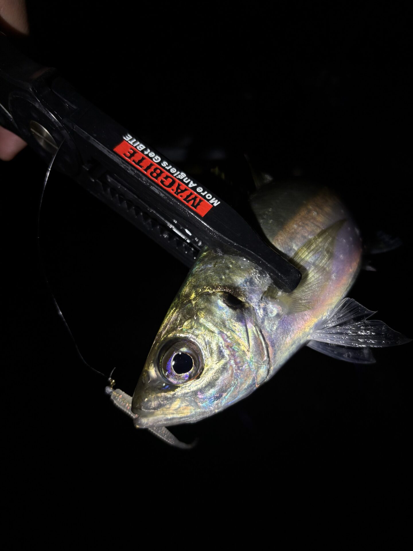 泉南フロート❗️