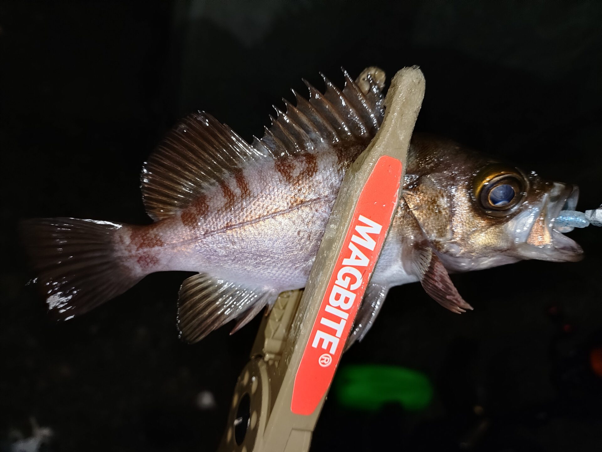 アジングのつもりが…