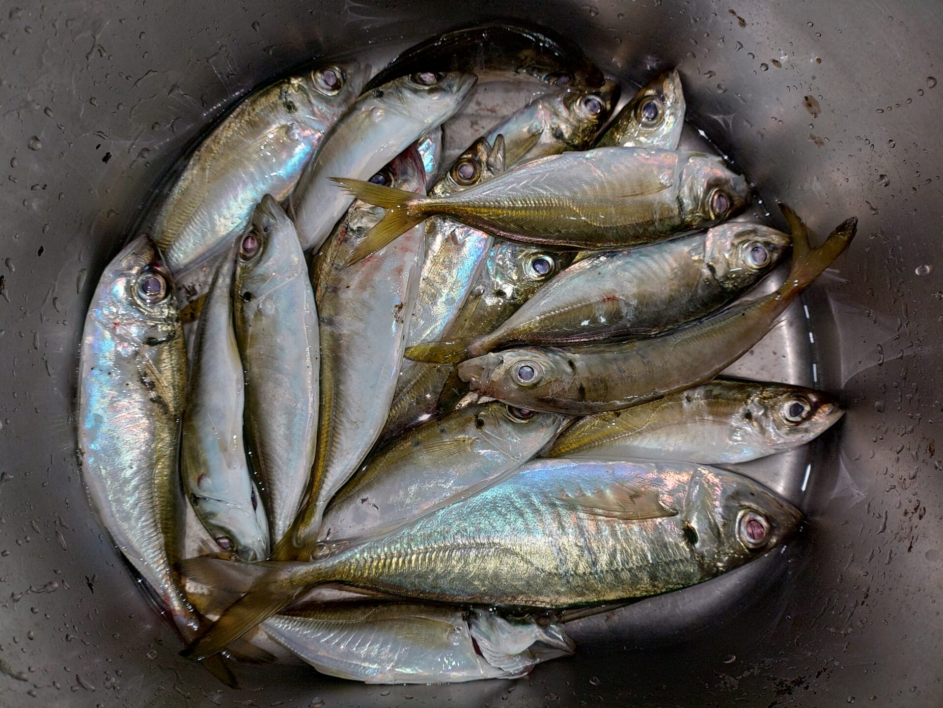 ナイトアジング