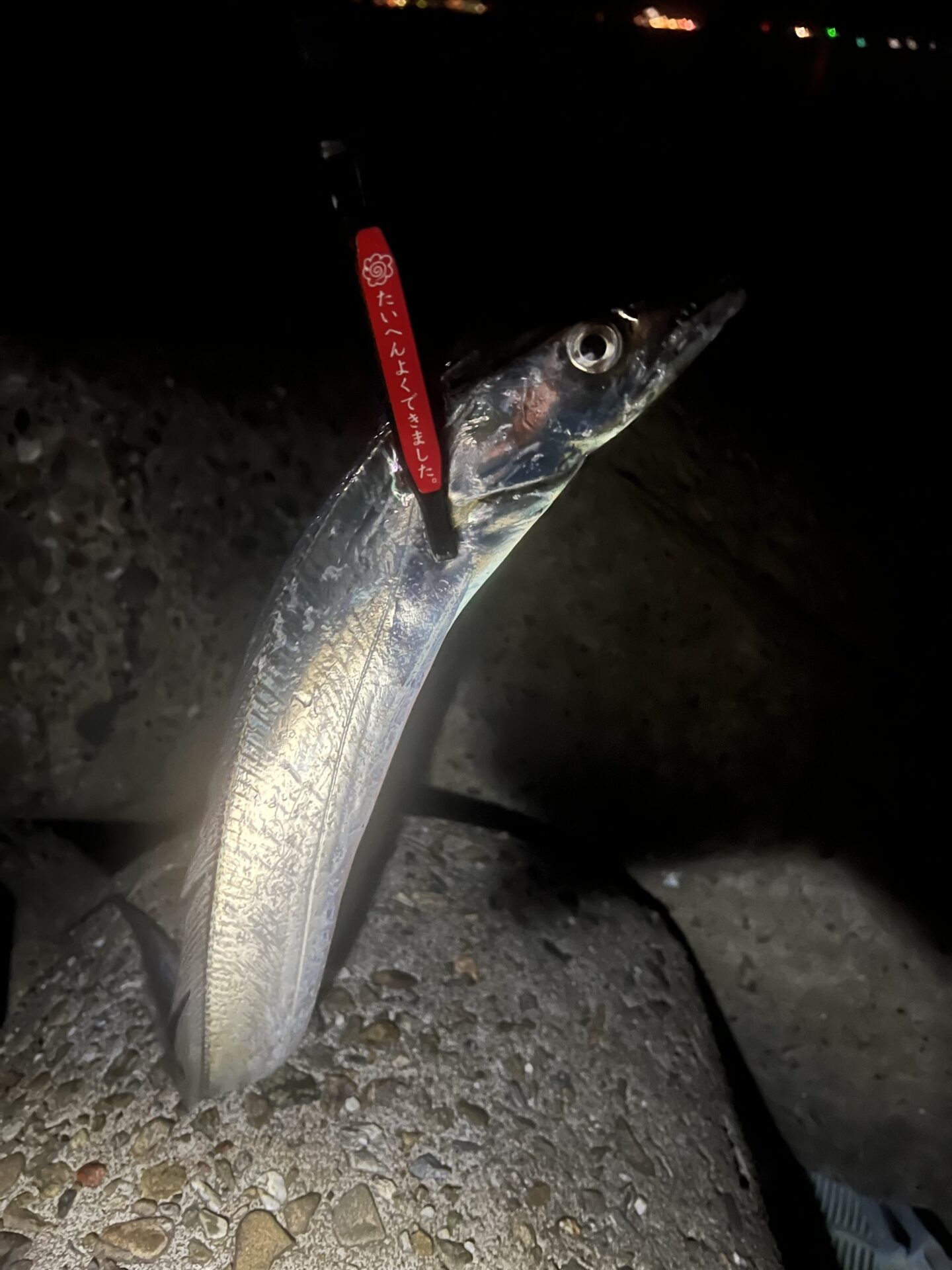 アジングしに来ました