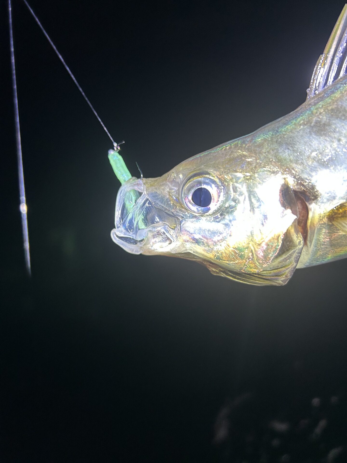 バチコンアジング