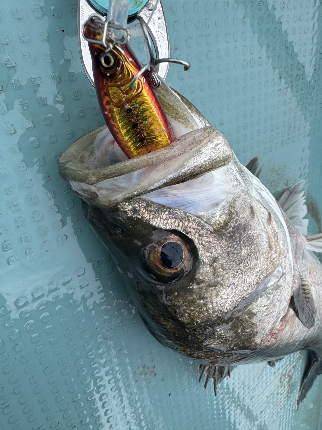 東京湾ボートシーバスミノーゲーム②