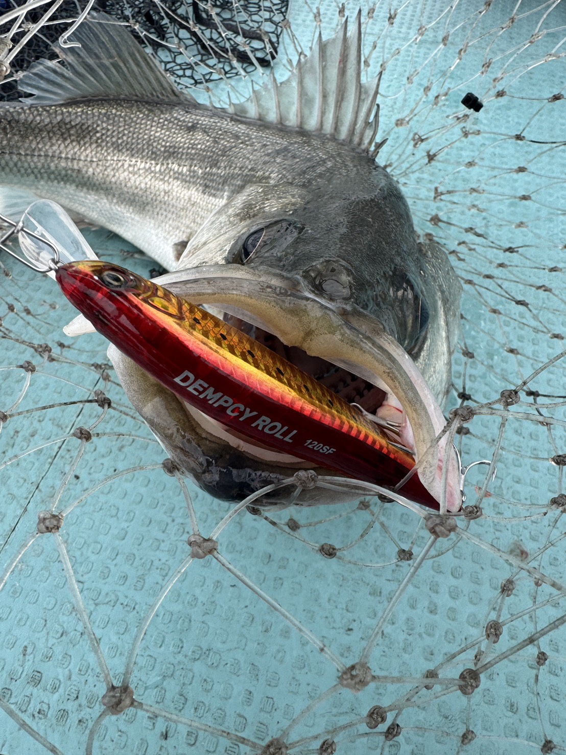 東京湾ボートシーバスミノーゲーム①