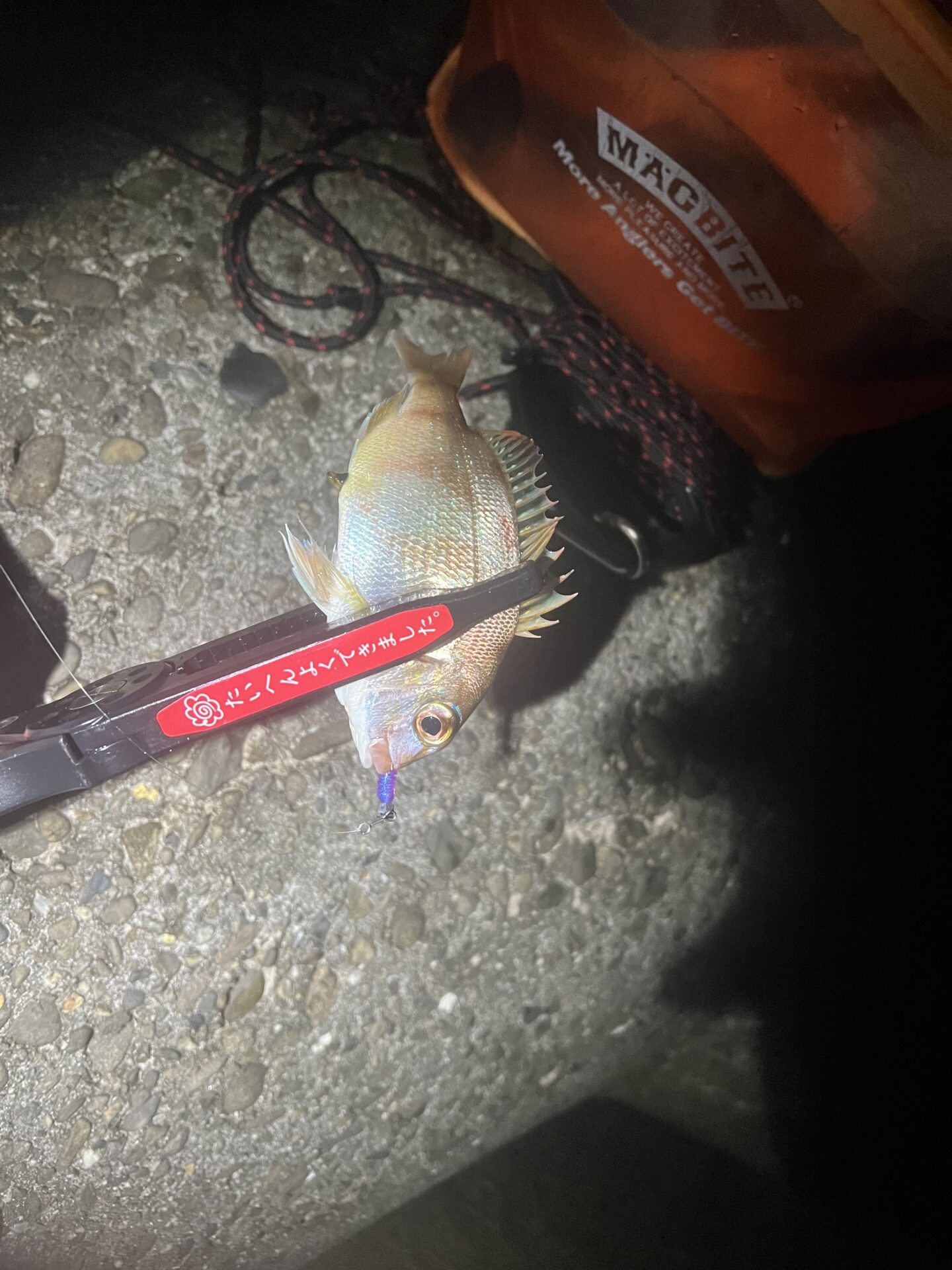 アジングしに来ました