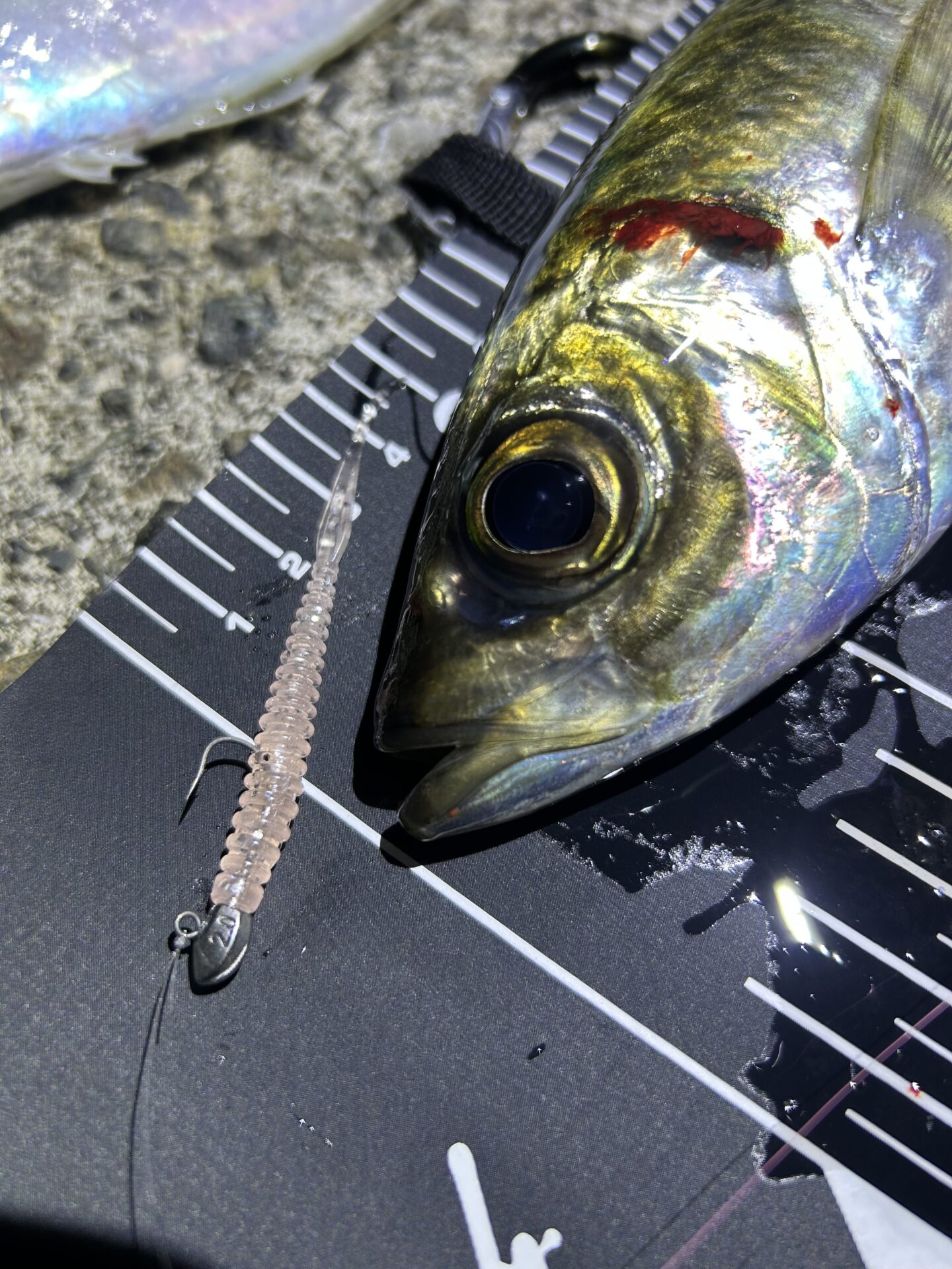 マヅメアジング！