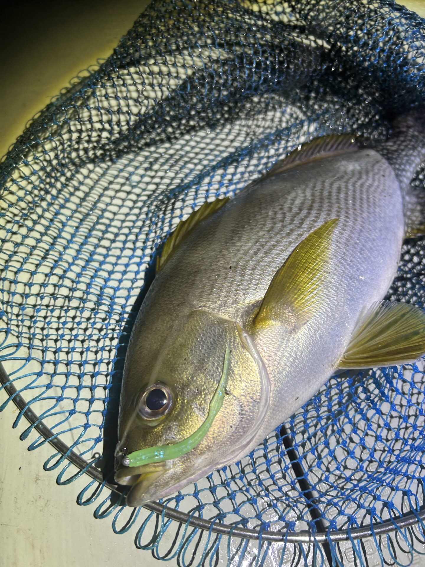 バチコンアジング