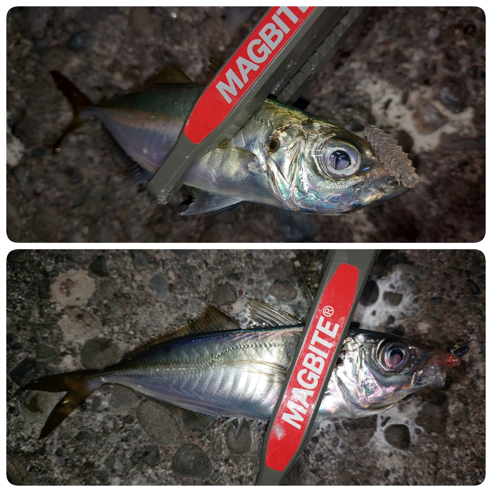 初釣りはライトロック