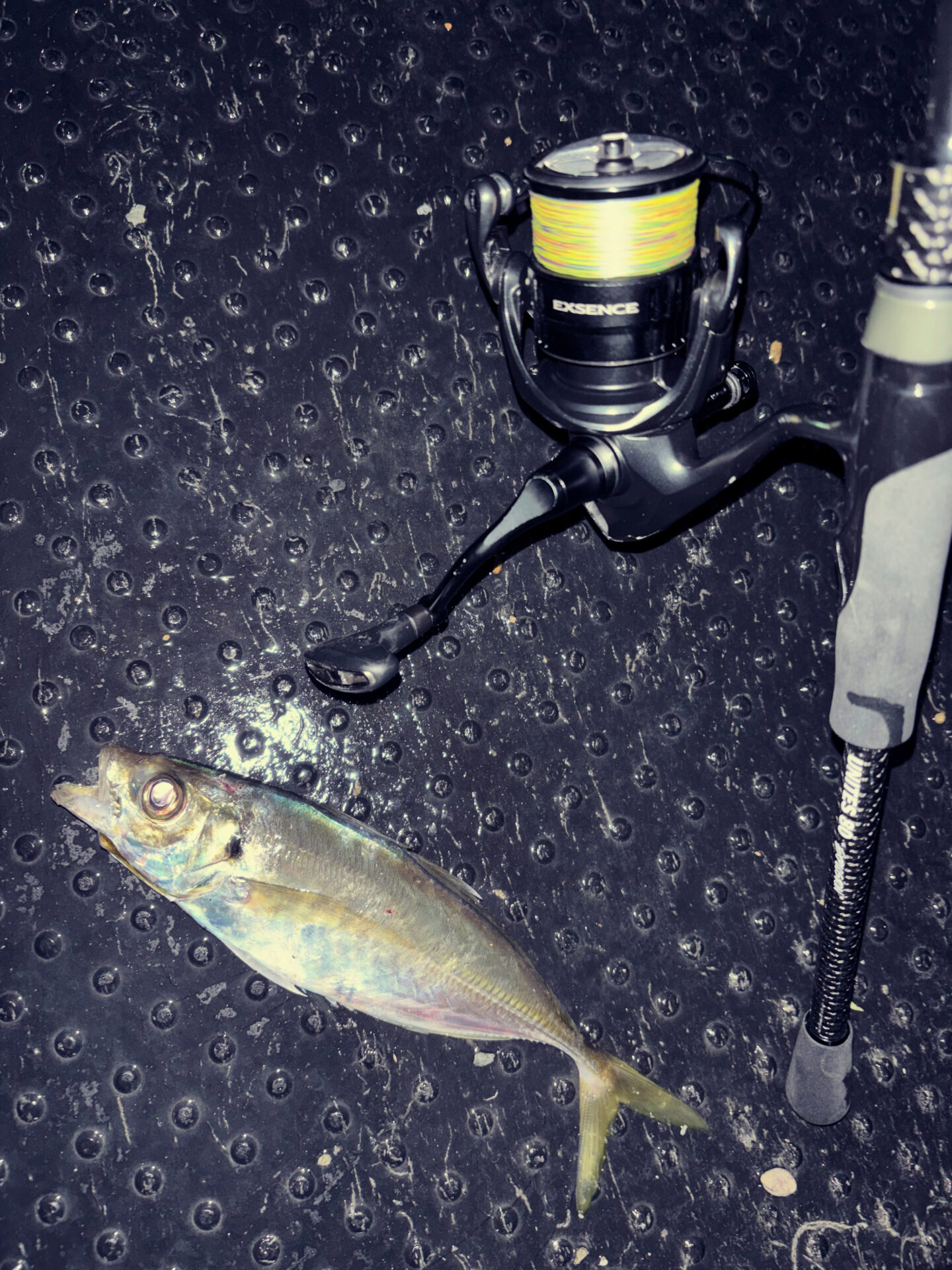 アジング強化週間④