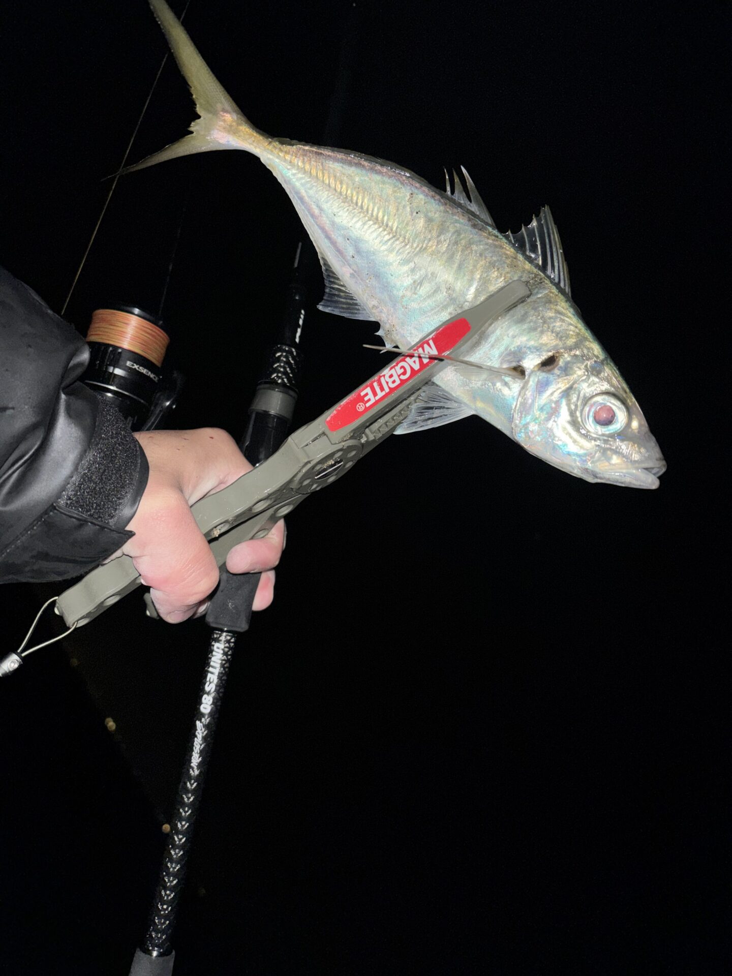 アジング強化週間②