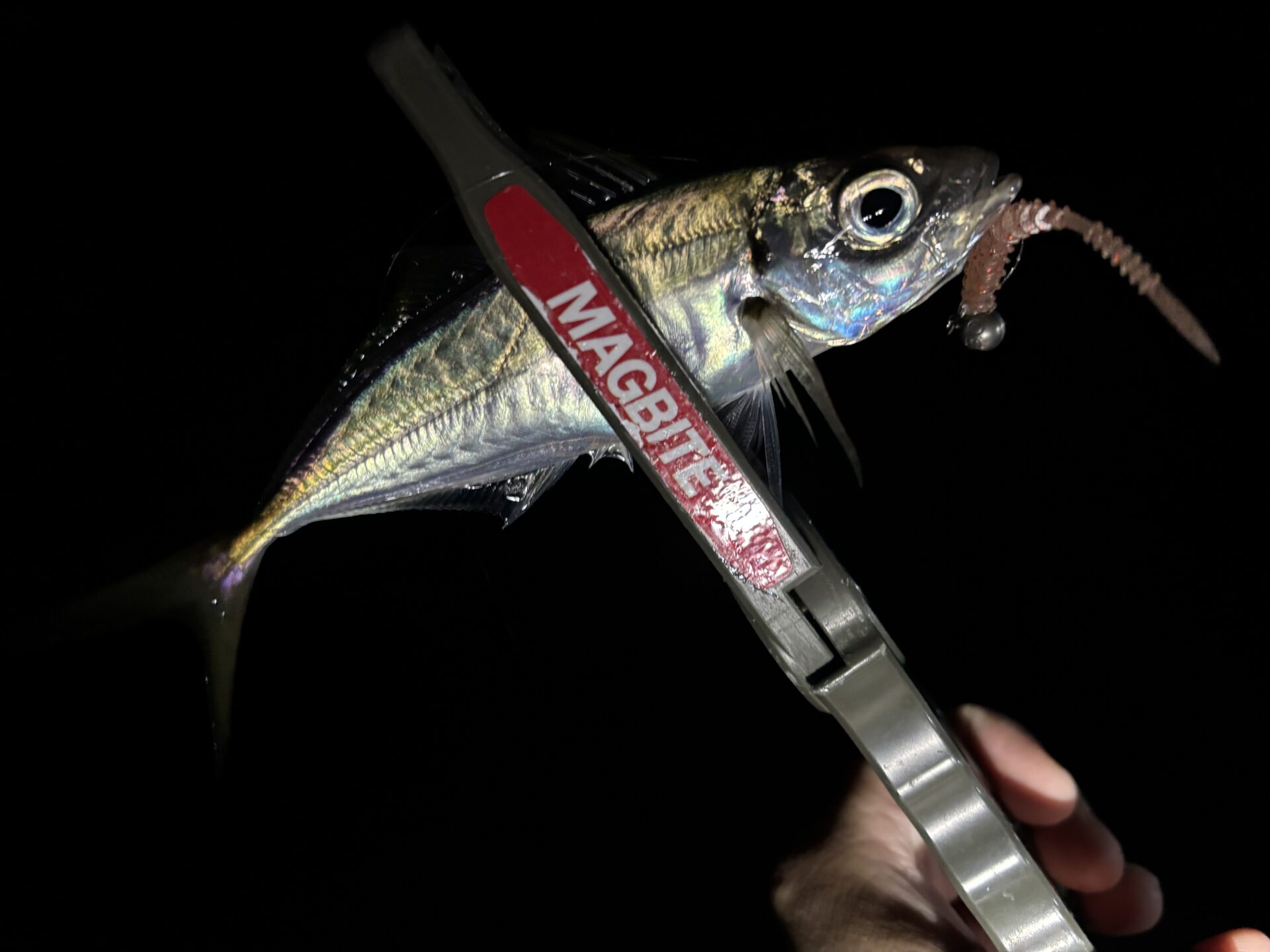 アジング強化週間④