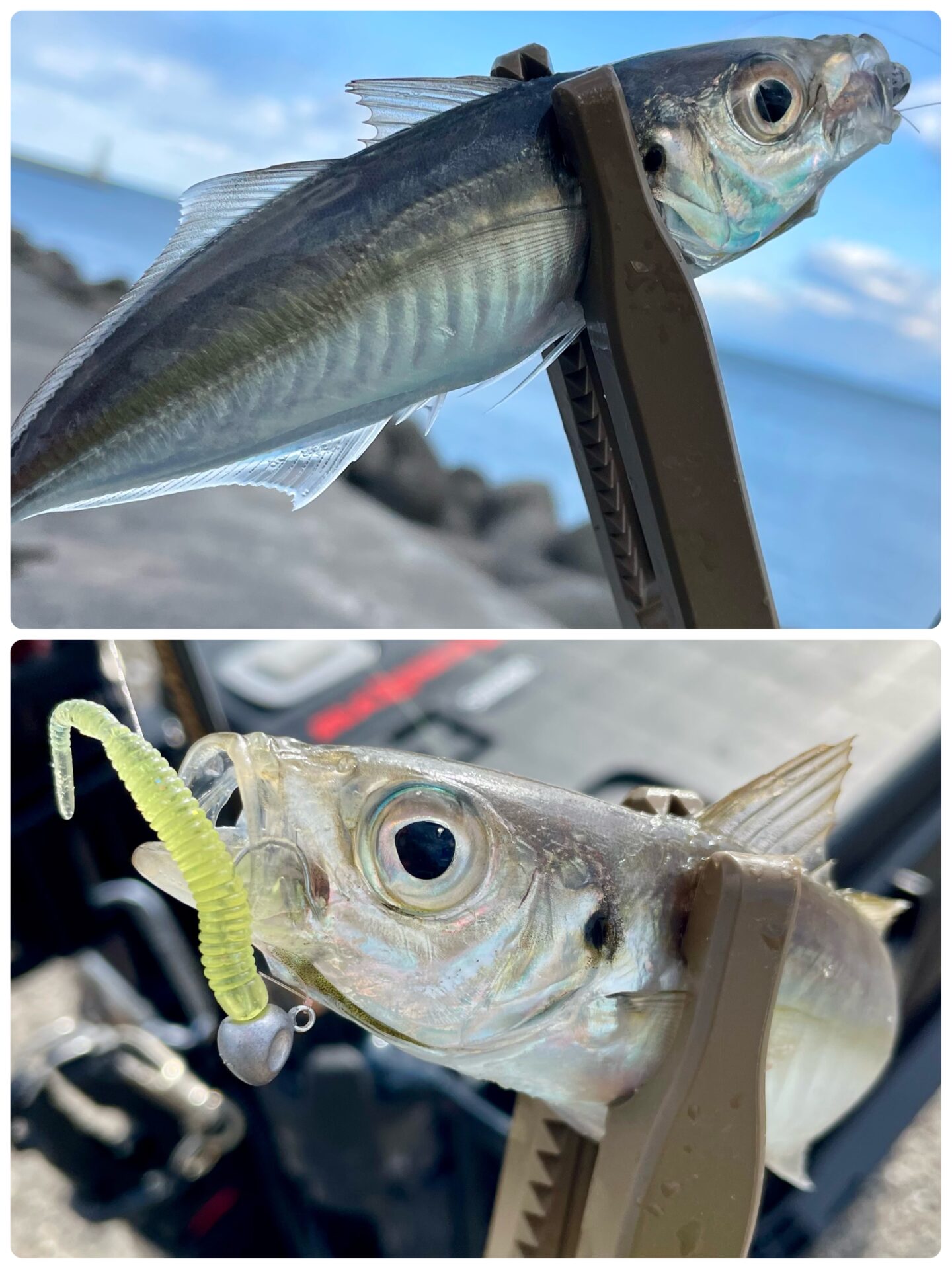 謹賀新年＊デイアジング