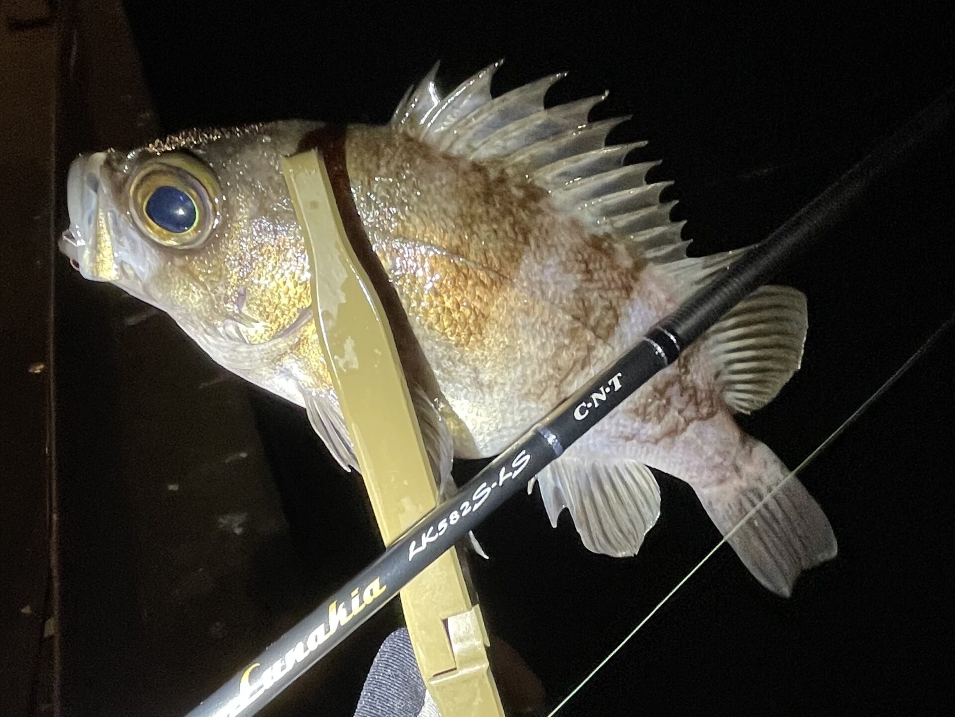 #メバルやろうぜ