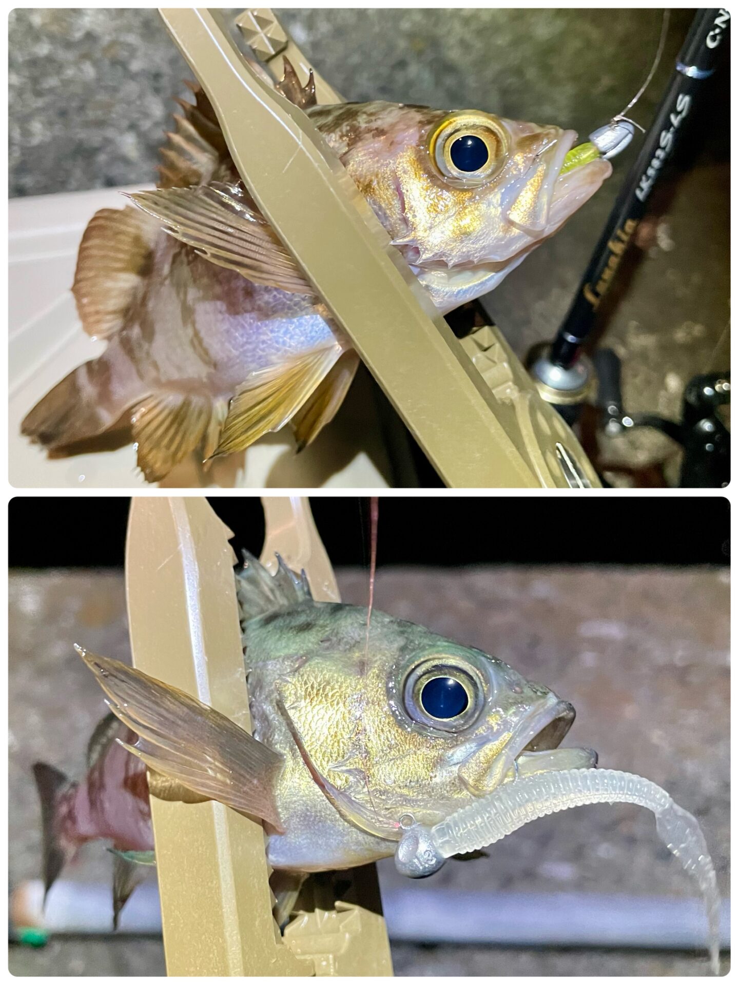 メバルしようぜ！