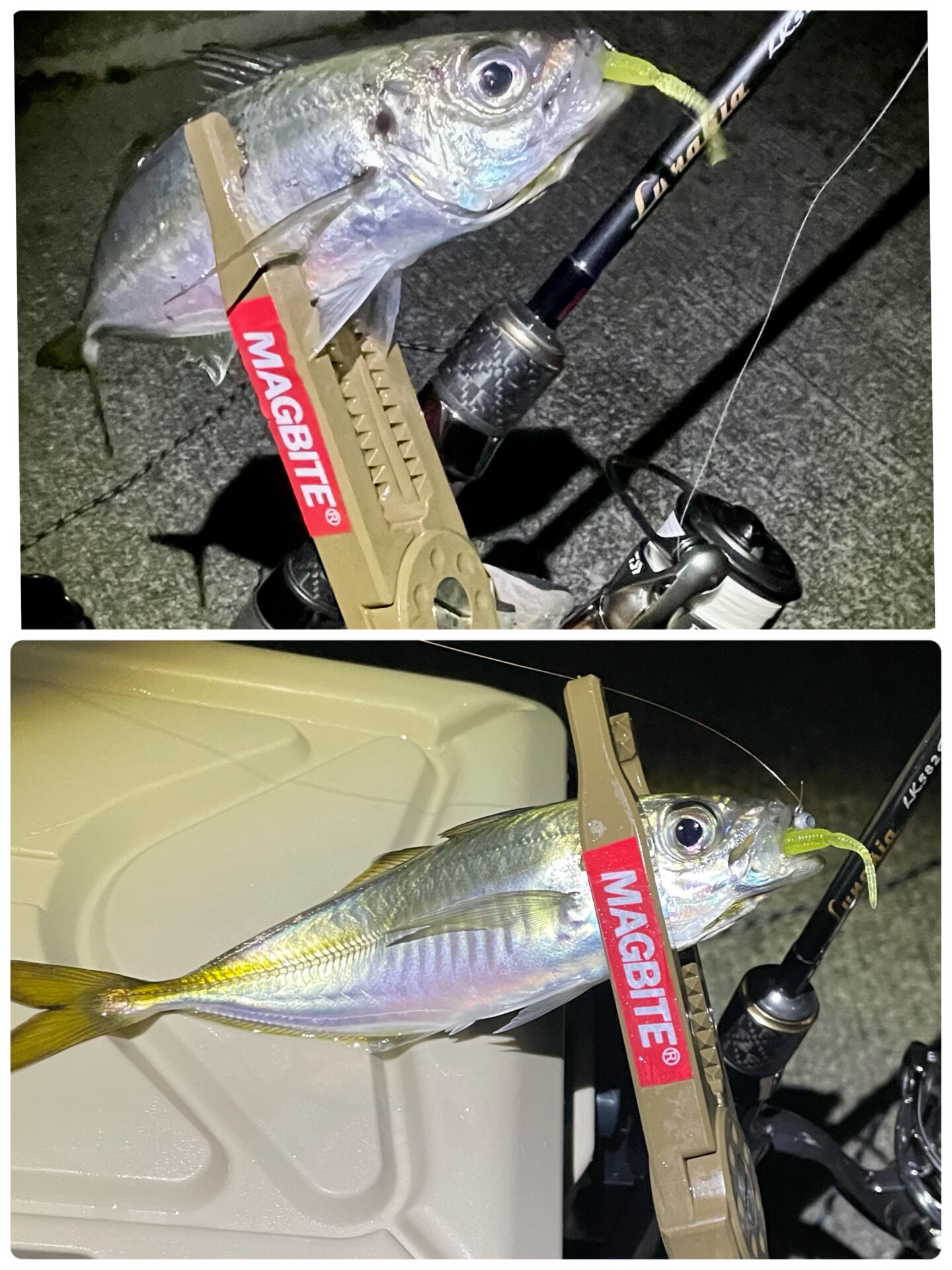 県南アジング②