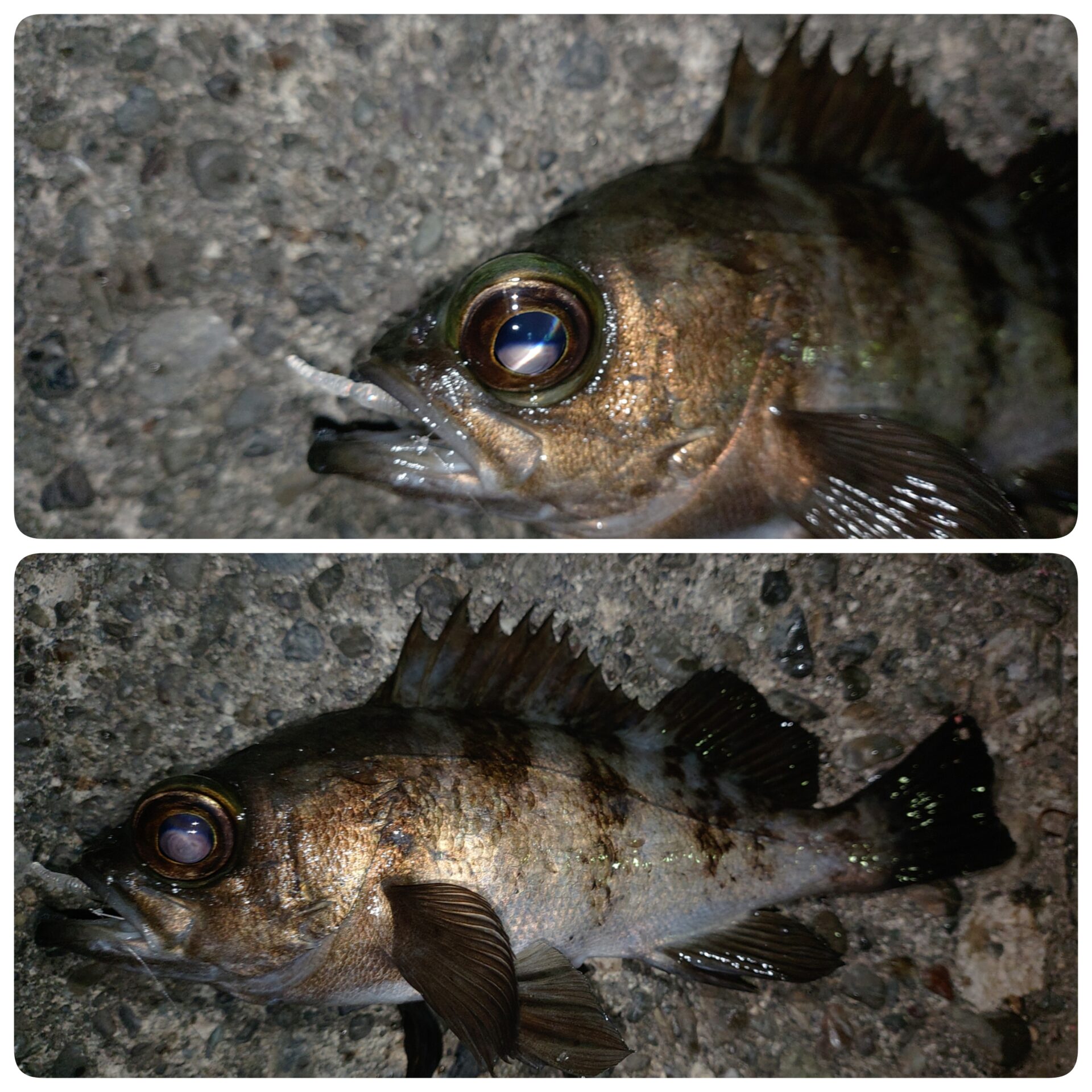 初釣りはライトロック