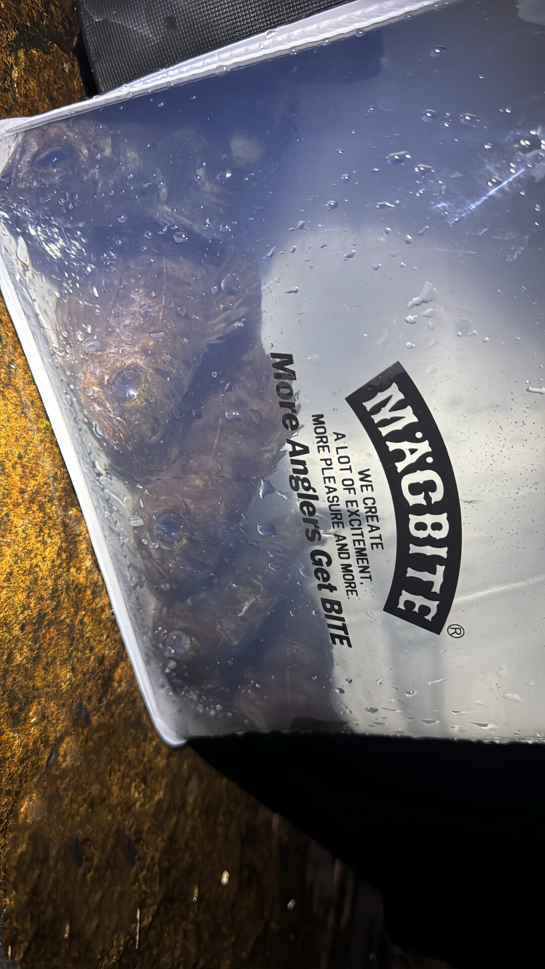 バイト帰りのフィッシュ