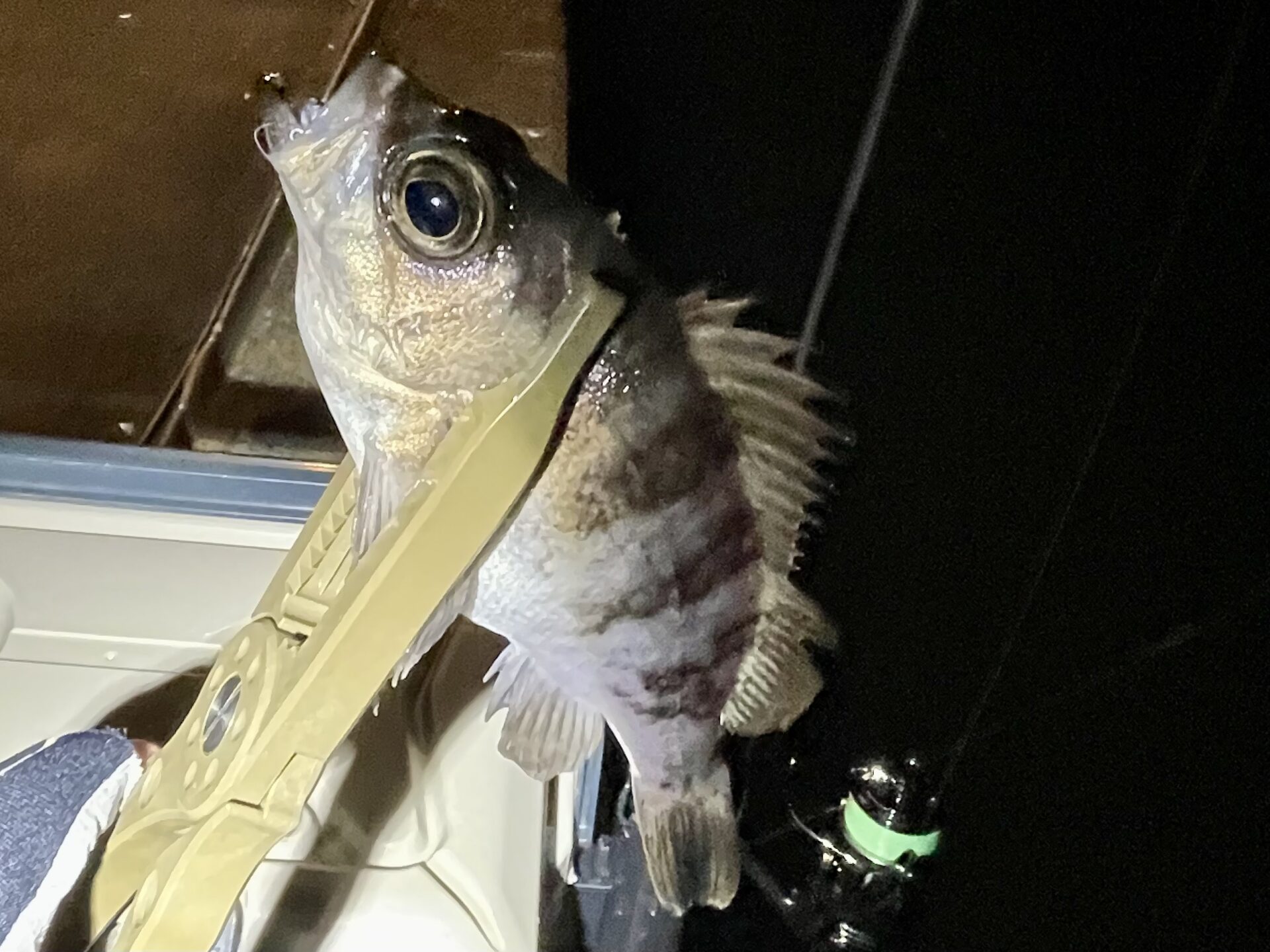 #メバルやろうぜ