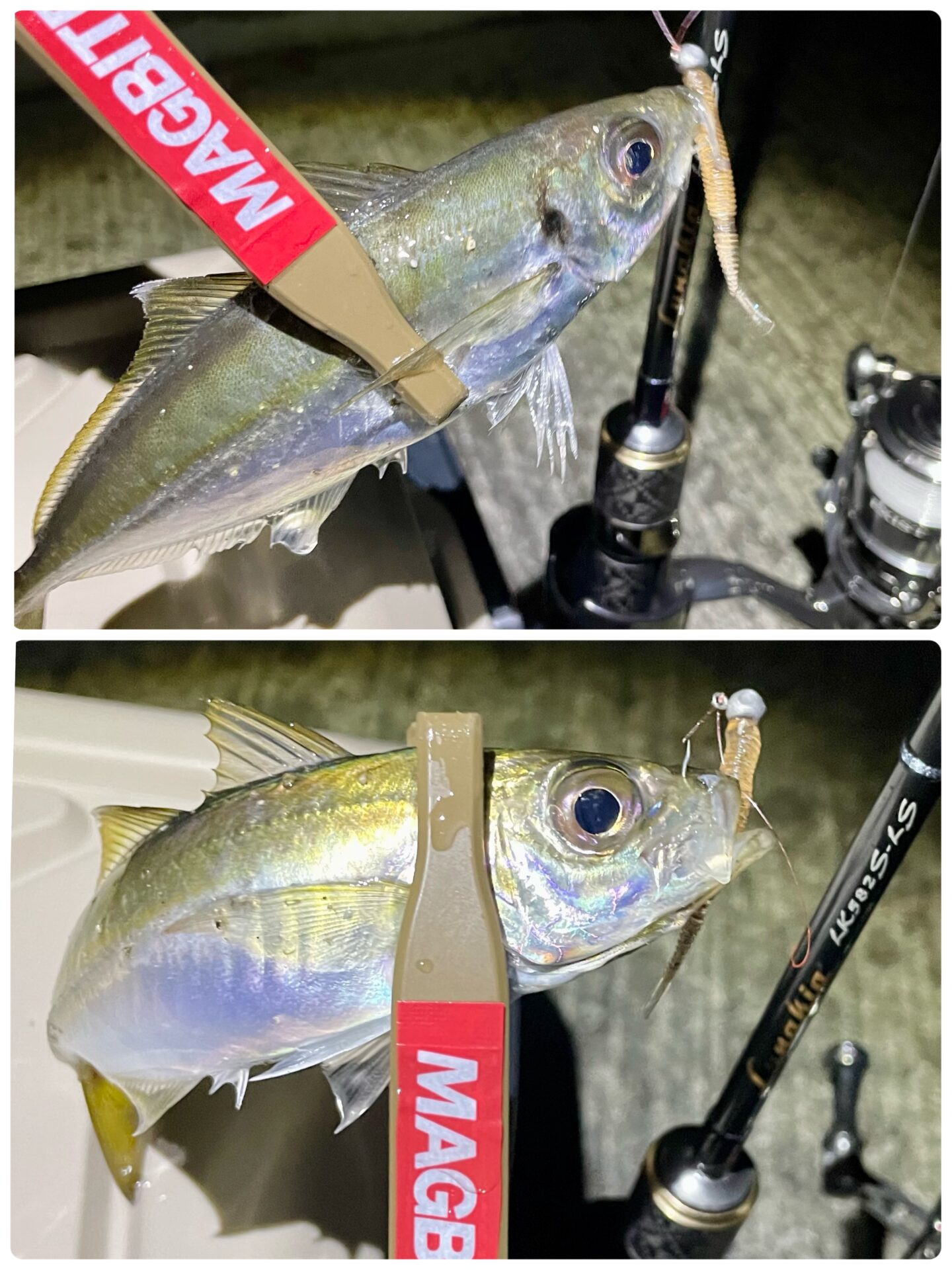 県南アジング②