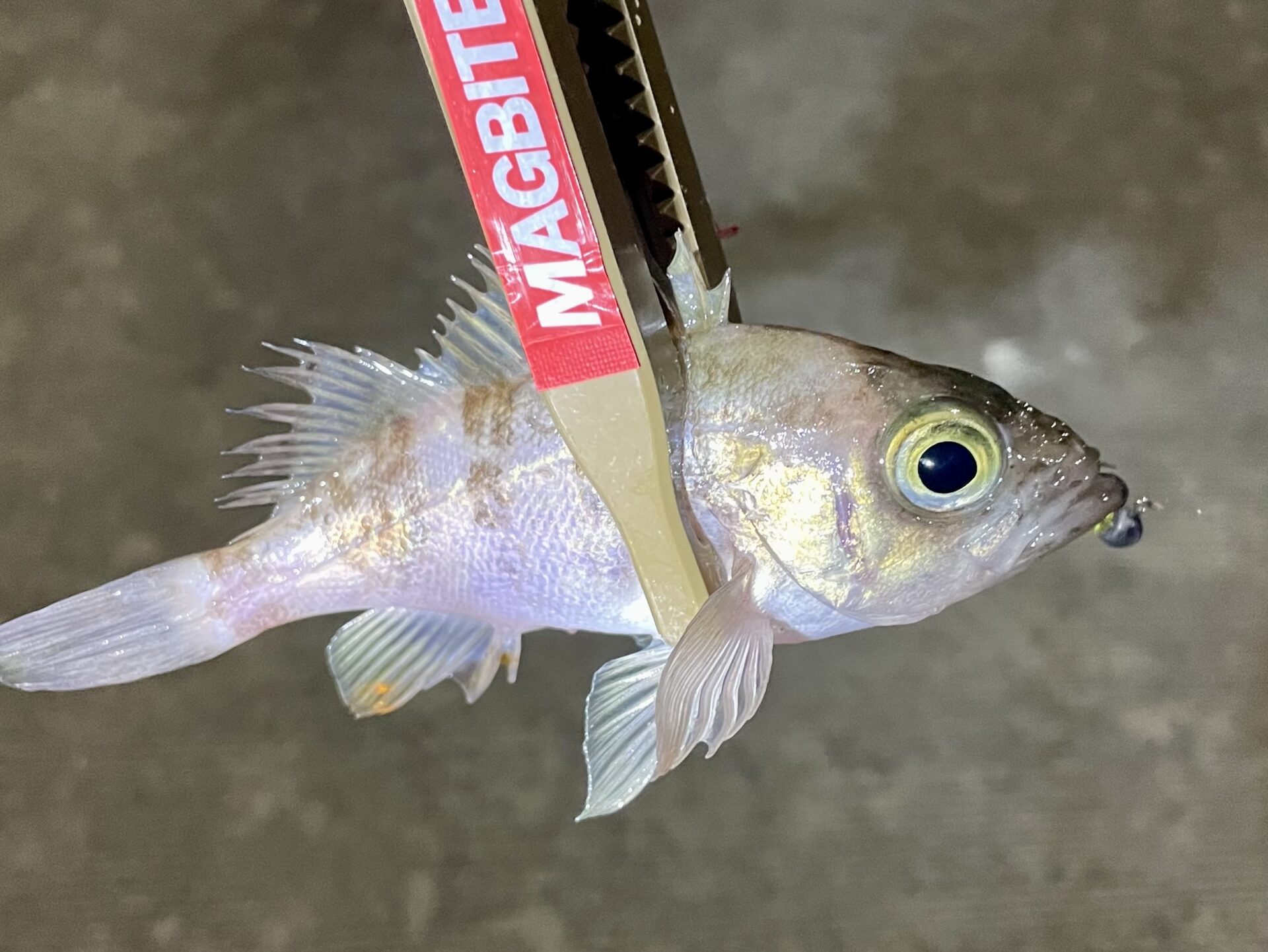 メバルやろうぜ