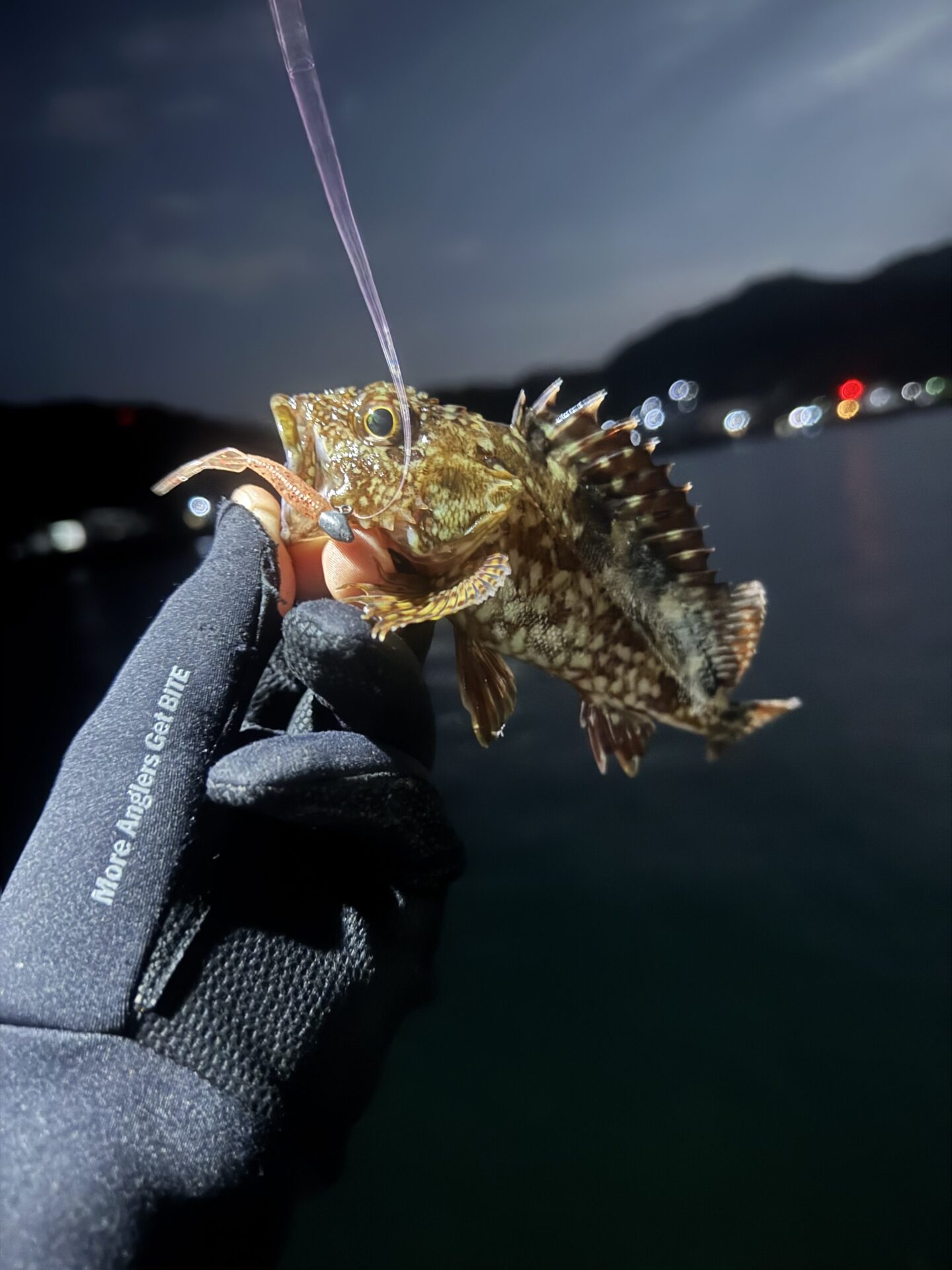 カサゴの煮付けが食べたくなったので…