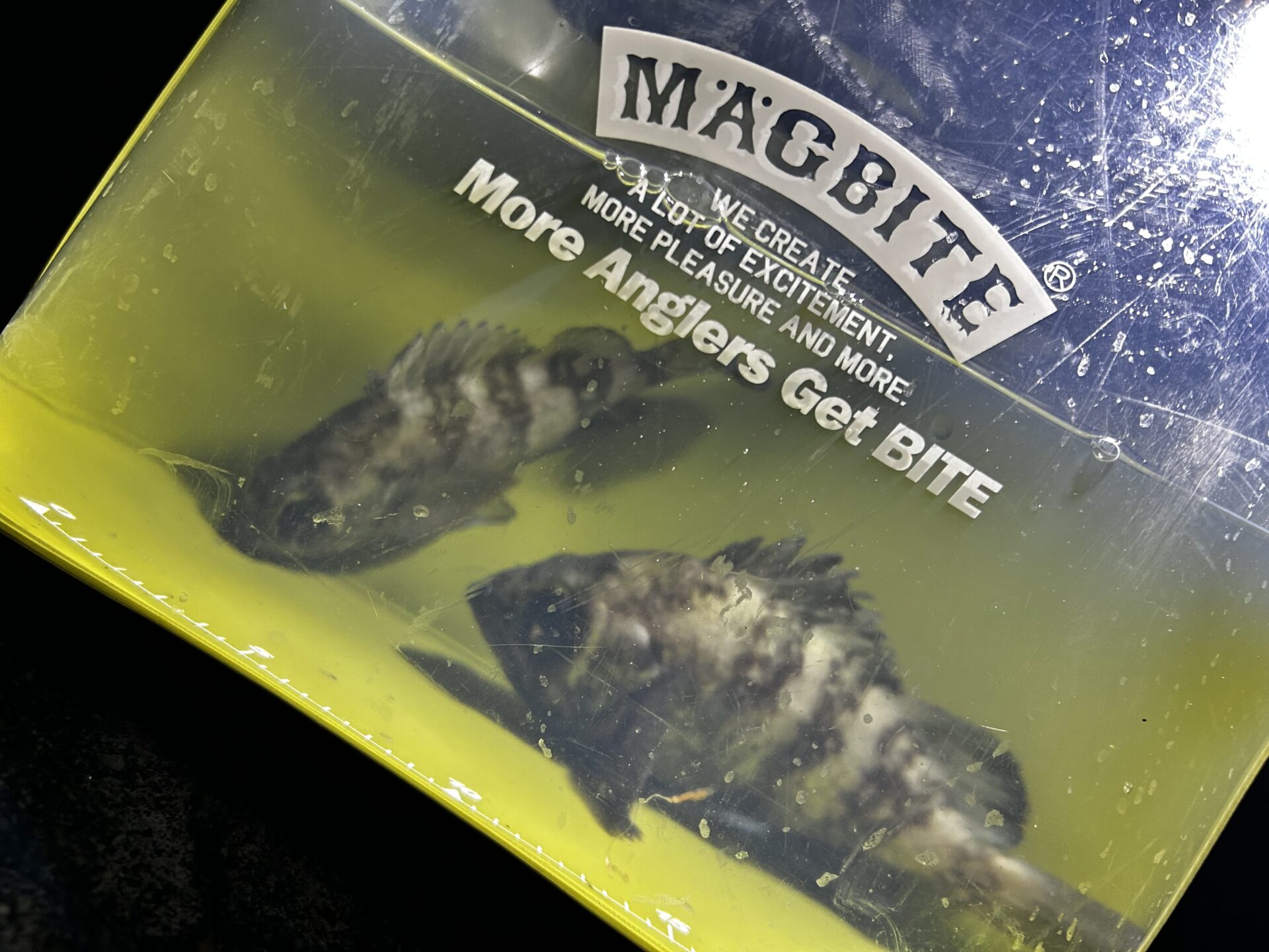 メバルにも小悪魔😈