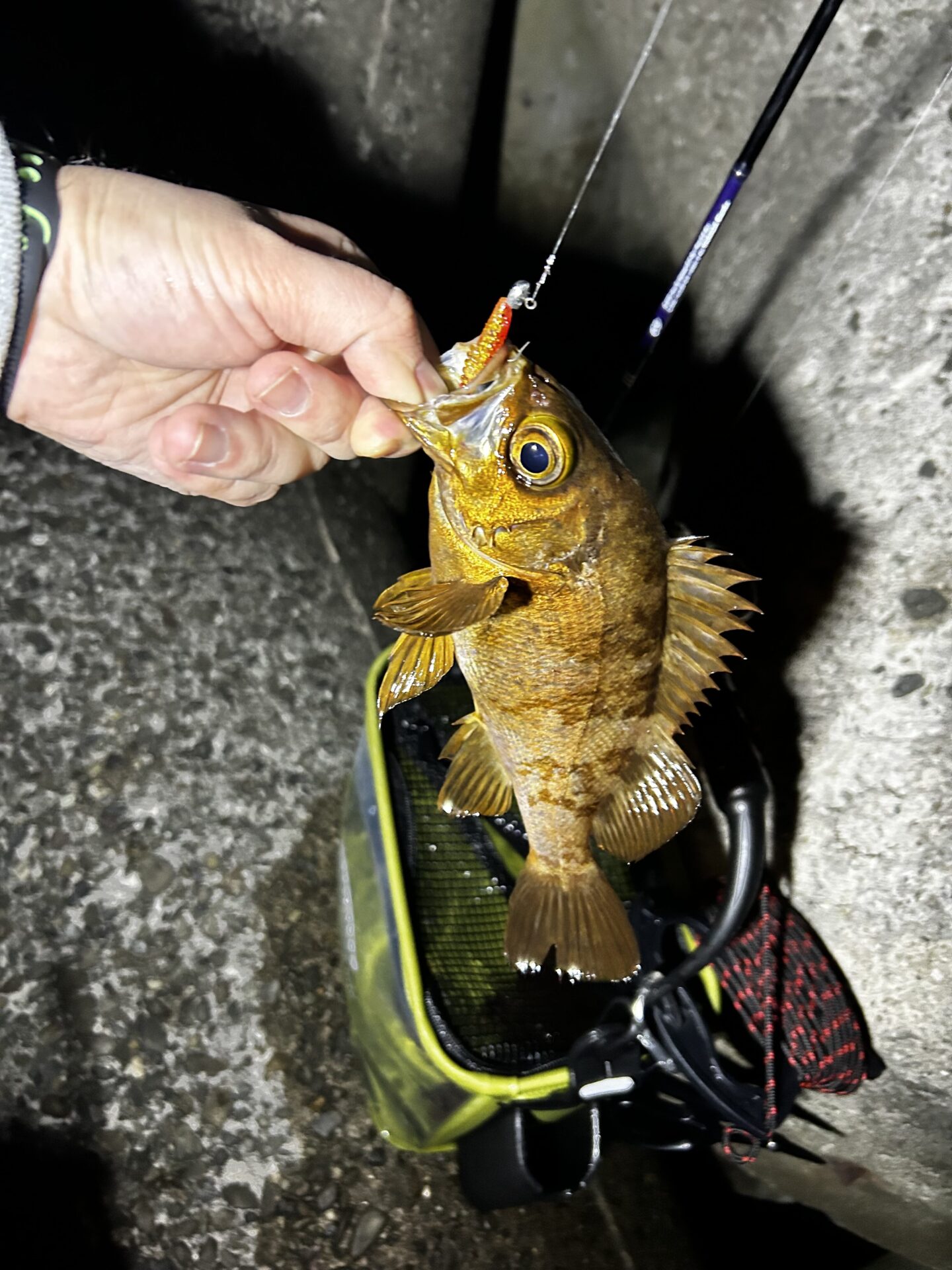 メバルやろうぜ！！