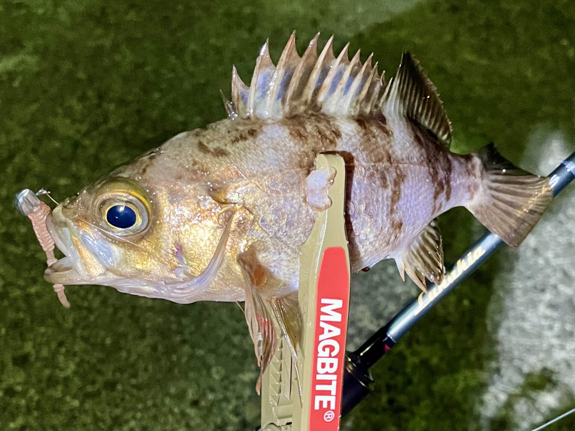 メバルやろうぜ！