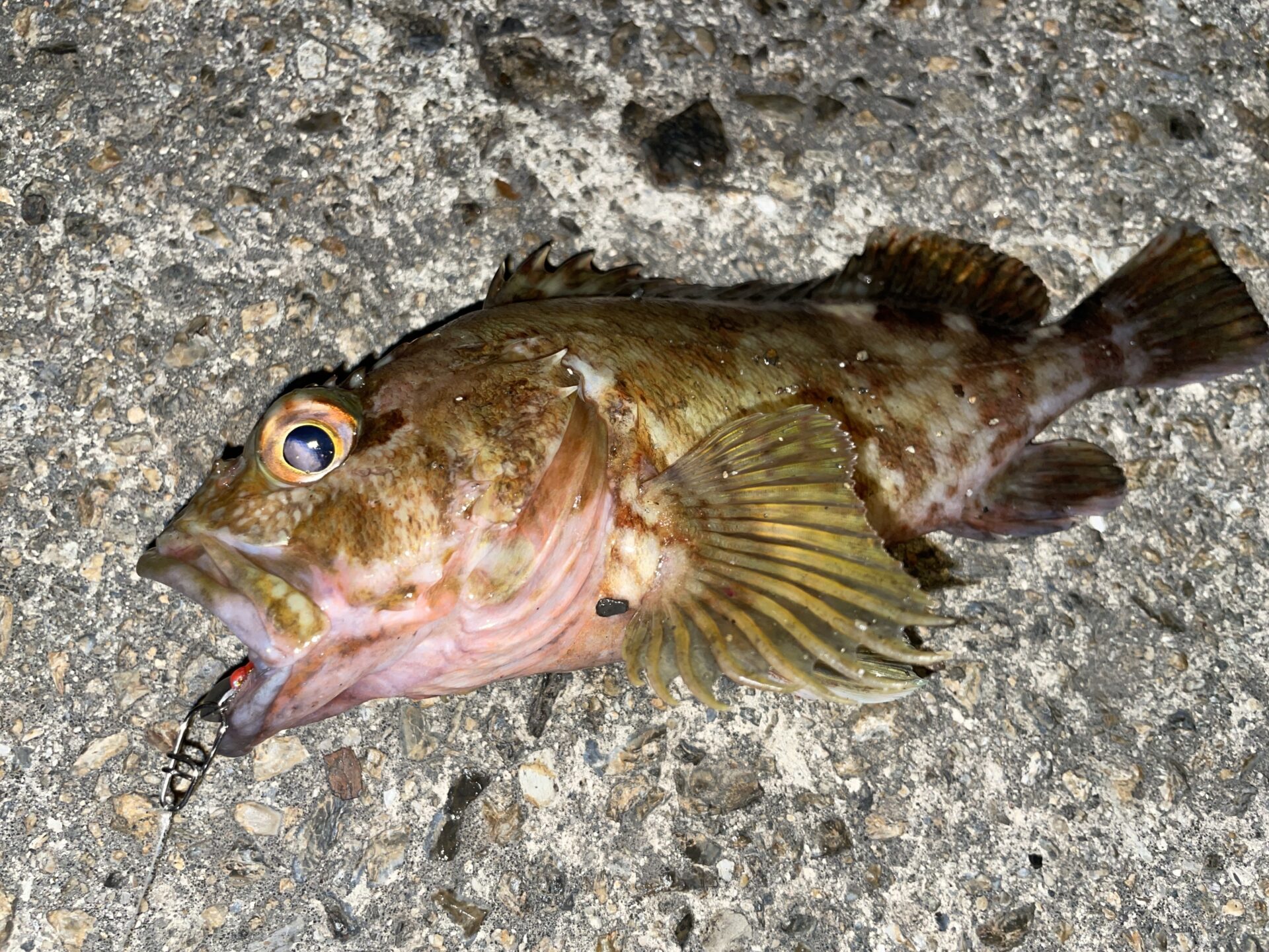 ミドルゲーム調査