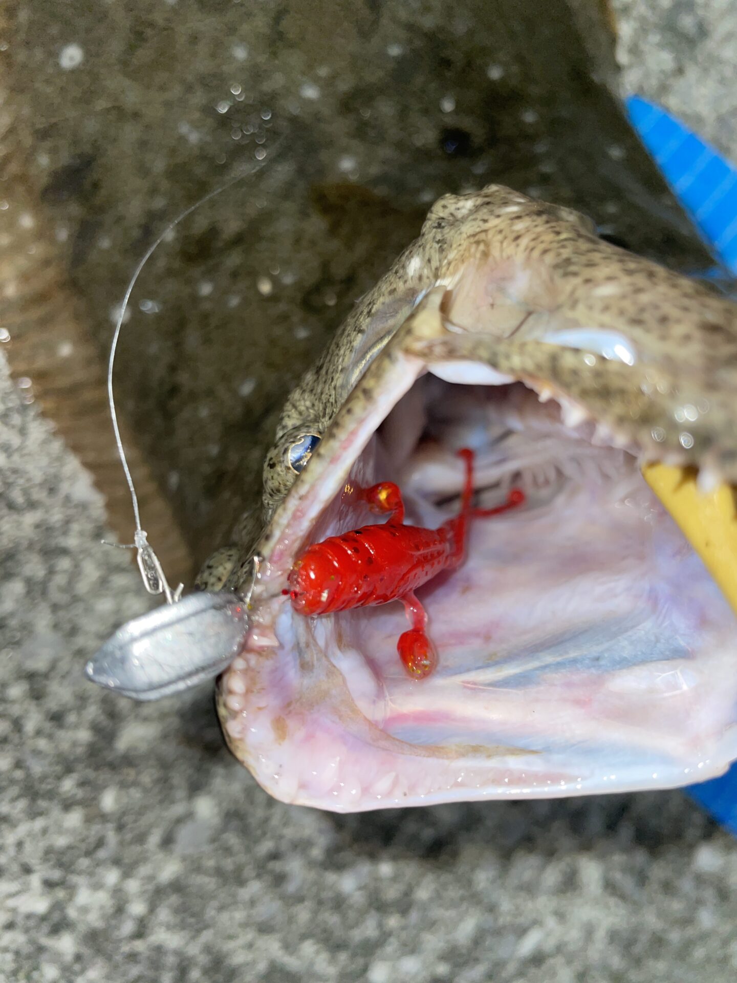 ミドルゲームでショアヒラメ