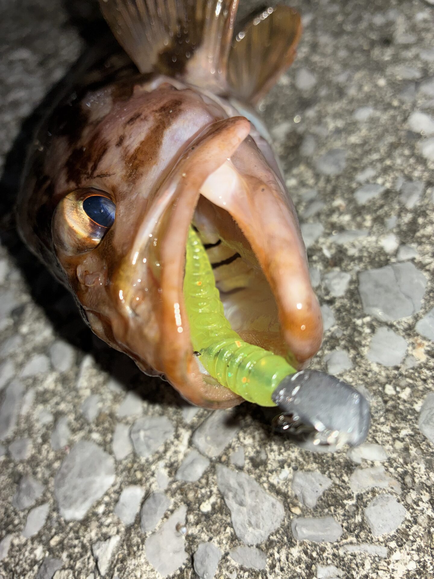 ライトロックでタケノコ狩り