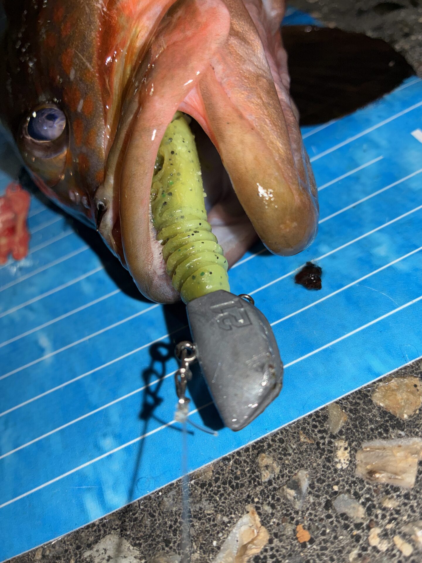 タコ足一本で良型アコウ
